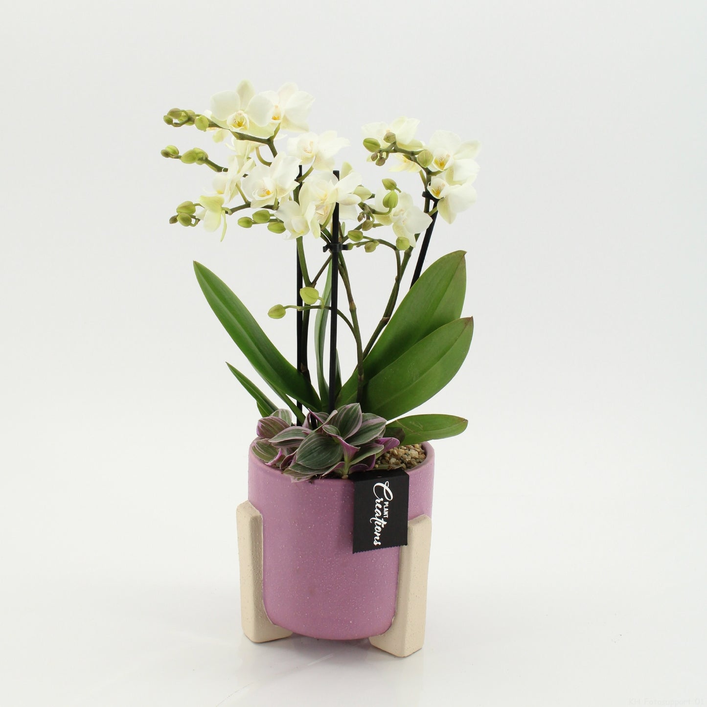 PHAL-2648W Phalaenopsis creatie 45cm 14cm Pot