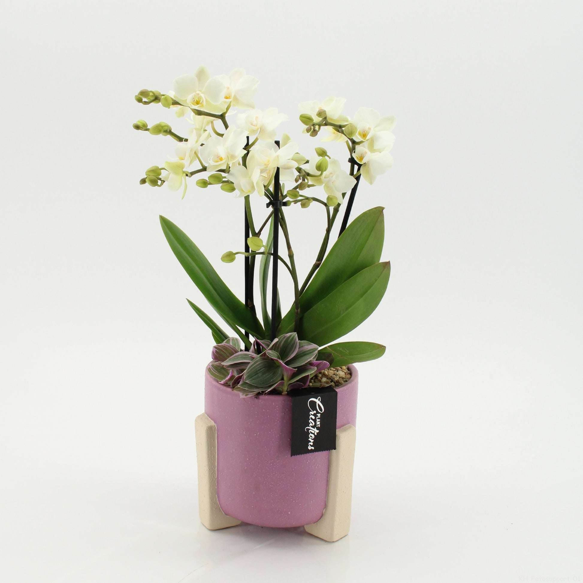 PHAL-2648W Phalaenopsis creatie 45cm 14cm Pot