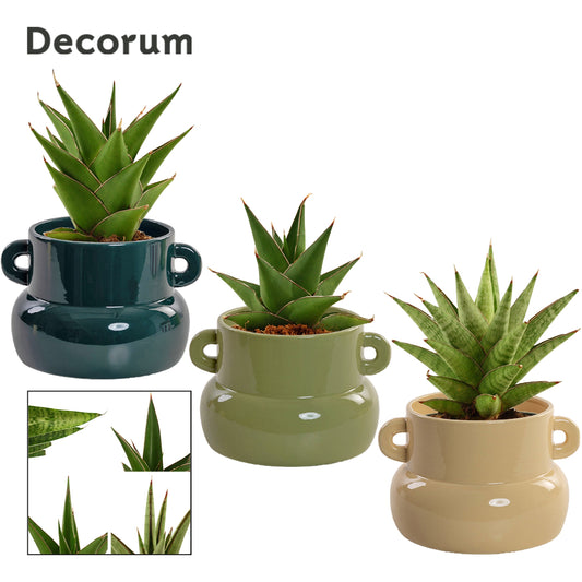 Sansevieria 15cm 9cm Pot