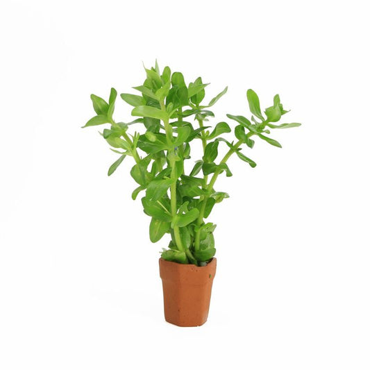Aquarium plant mix 5cm 2cm Pot