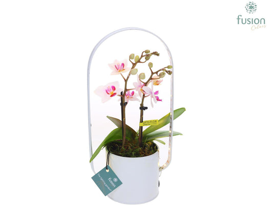 Planter zink met verlichting met Phalaenopsis 29cm 90cm Pot