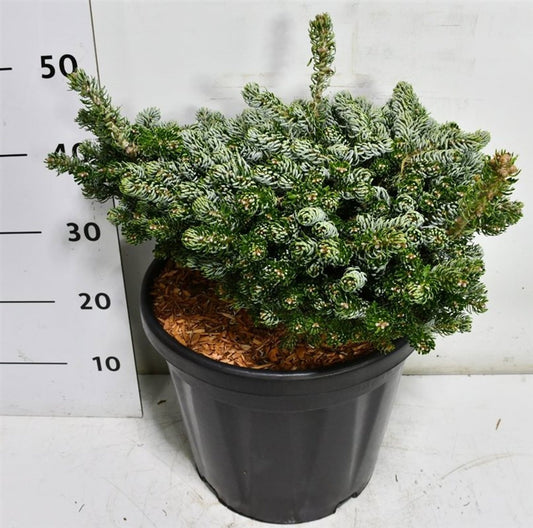 Abies green 50cm 40cm Pot
