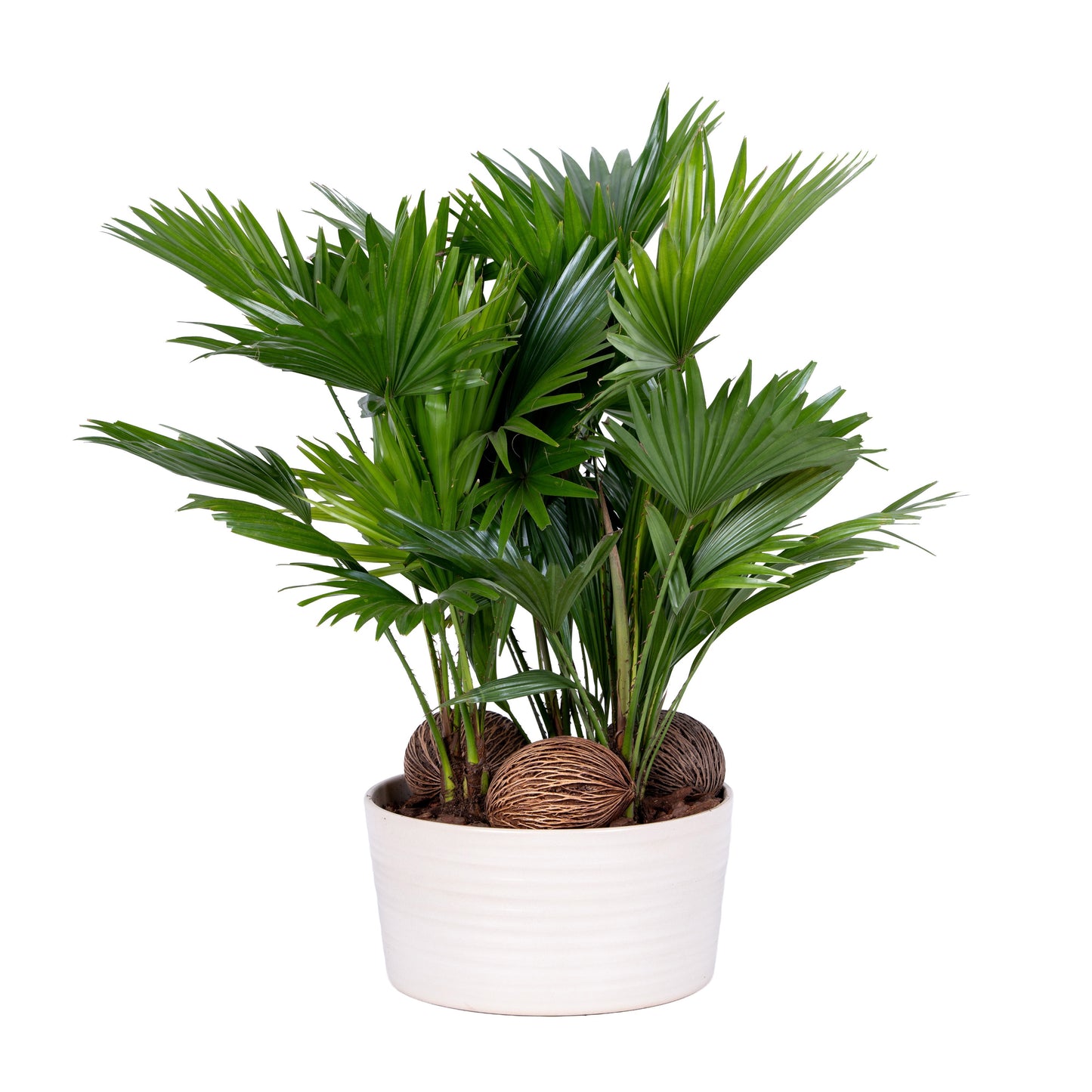 Livistona rotundifolia 48cm 26cm Pot