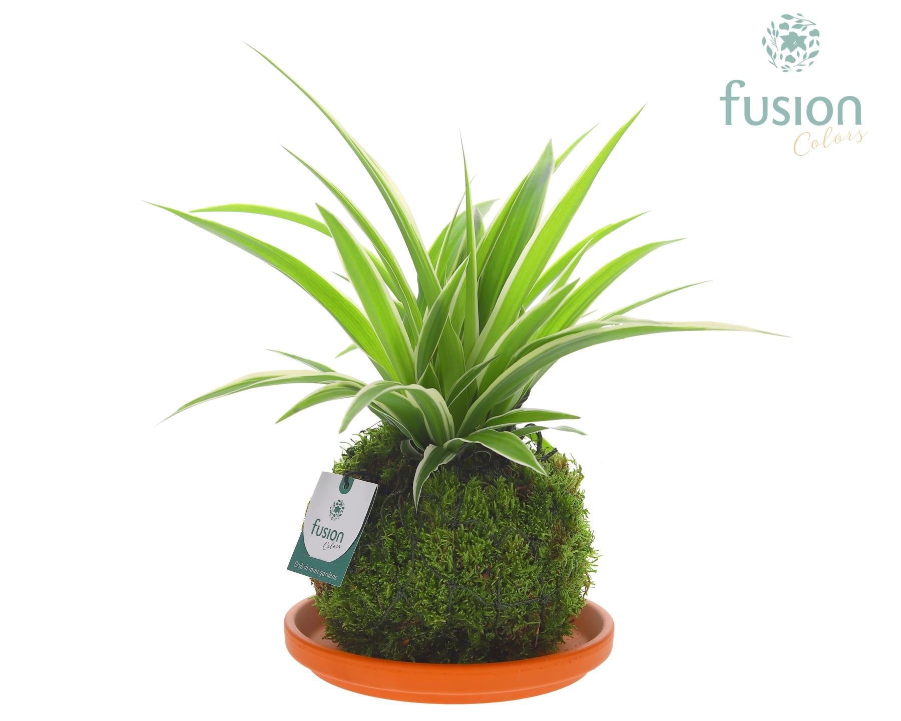 Terracotta schotel met Mosbollen en Chlorophytum 24 uur levertijd 29cm 20cm Pot