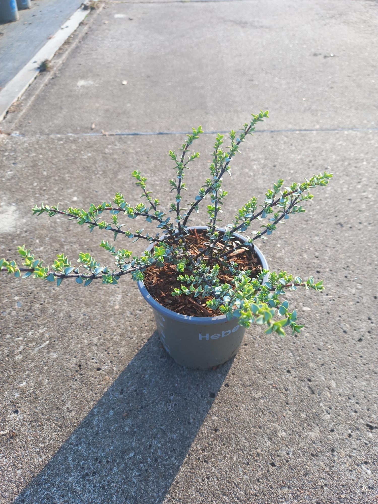 Hebe pinguifolia 10cm 510cm Pot