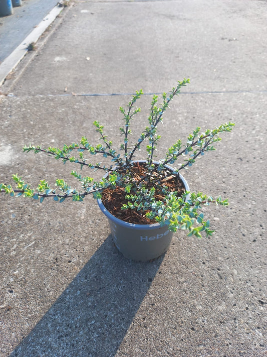 Hebe pinguifolia 10cm 510cm Pot