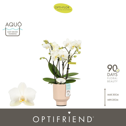 Phalaenopsis multiflora white 25cm 7cm Pot