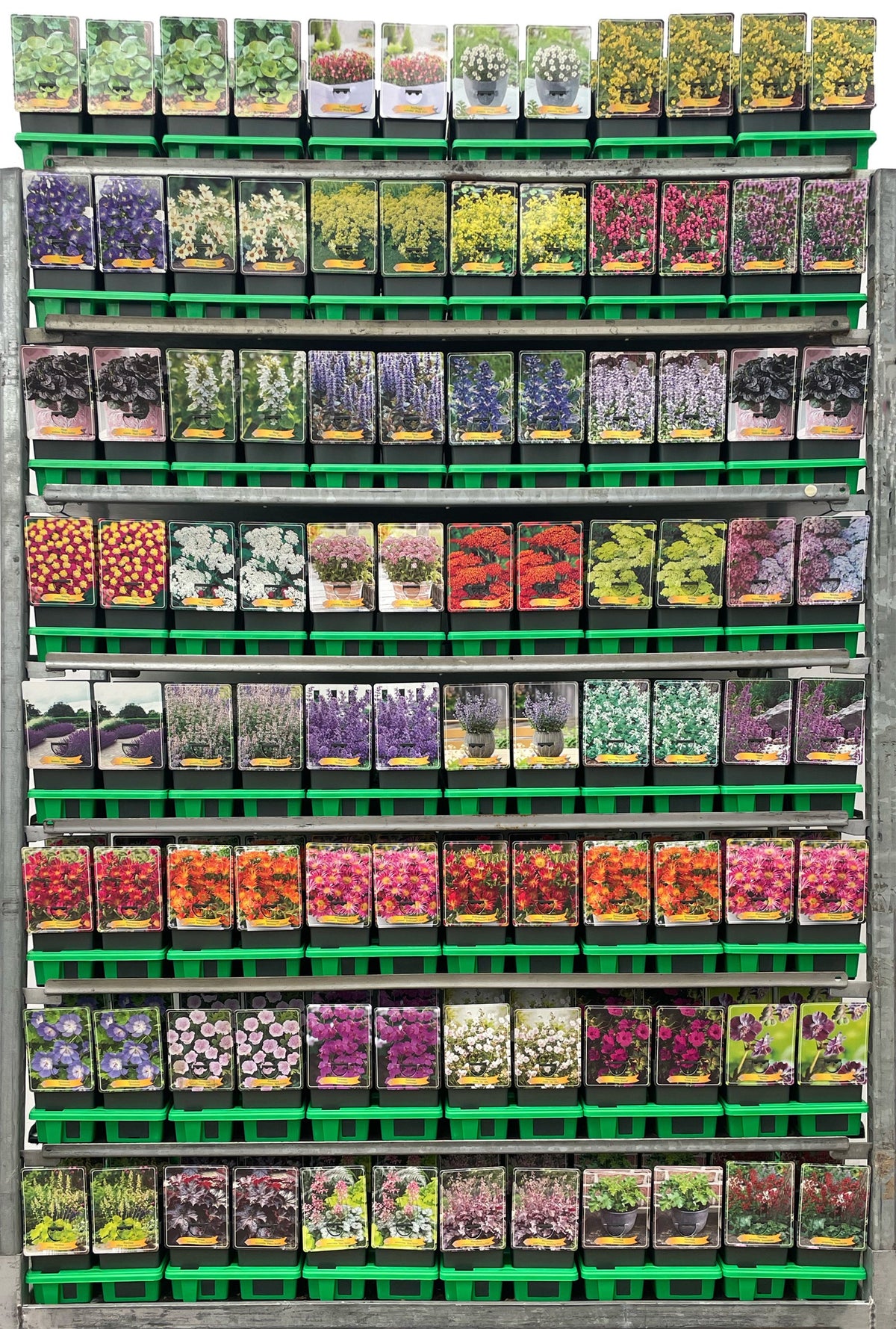 Perennials  mix 25cm 11cm Pot