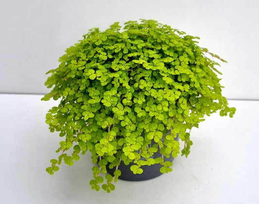 Soleirolia Aurea 11cm 9cm Pot