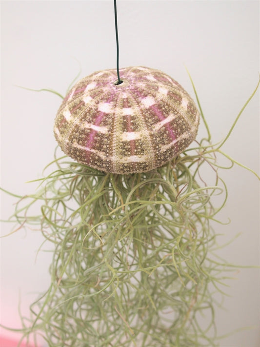 Tillandsia usneoides