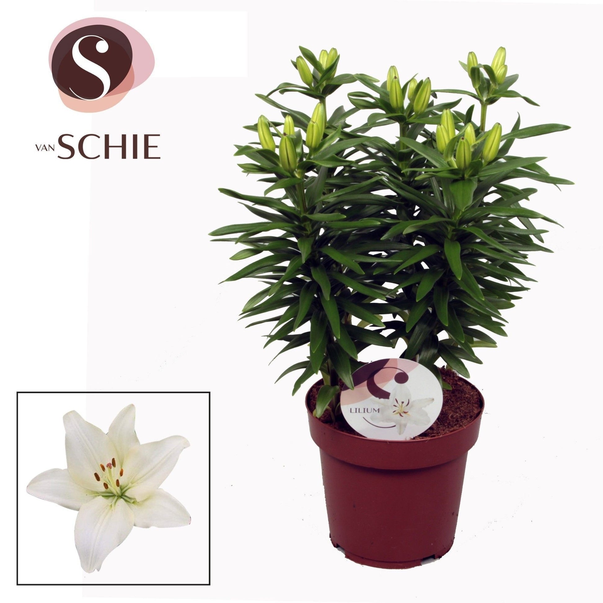 Schie Van Lilium az. Gwen Pack of 5