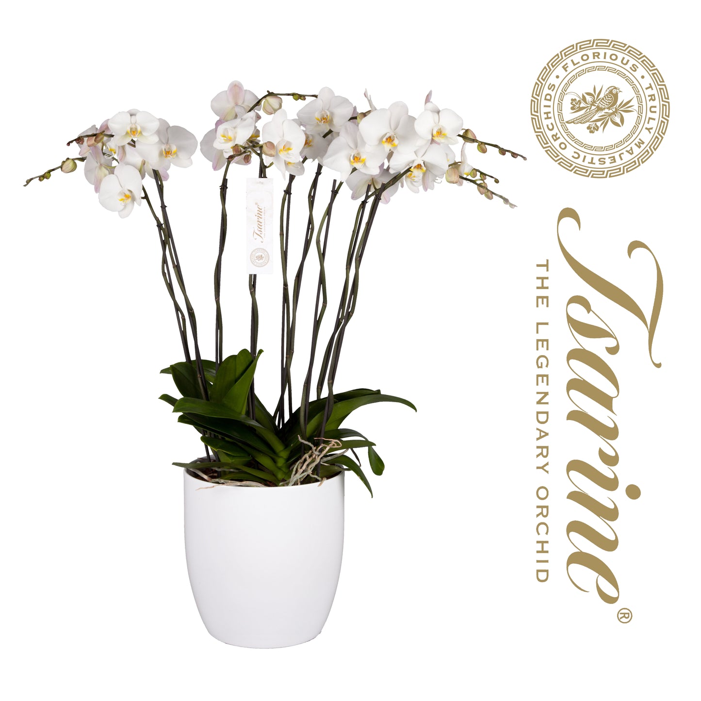 Phalaenopsis white 120cm 32cm Pot