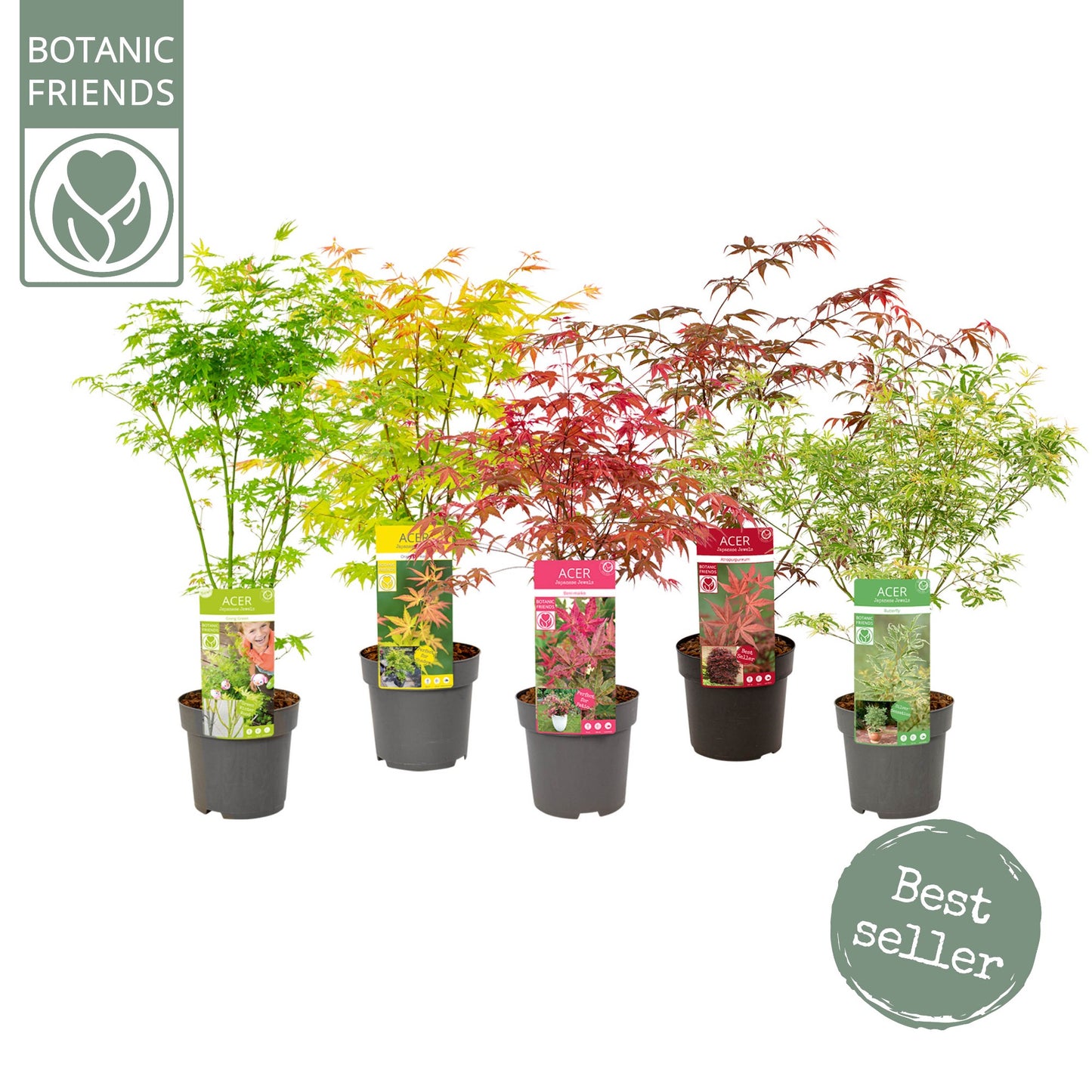 Acer palmatum mix 50cm 19cm Pot