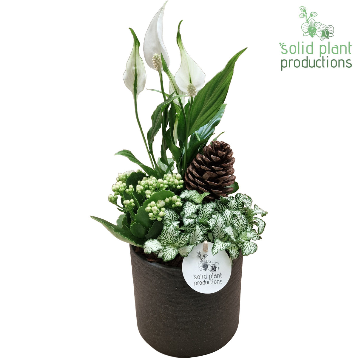 SP001 Amy Grey Bark 35cm 13cm Pot