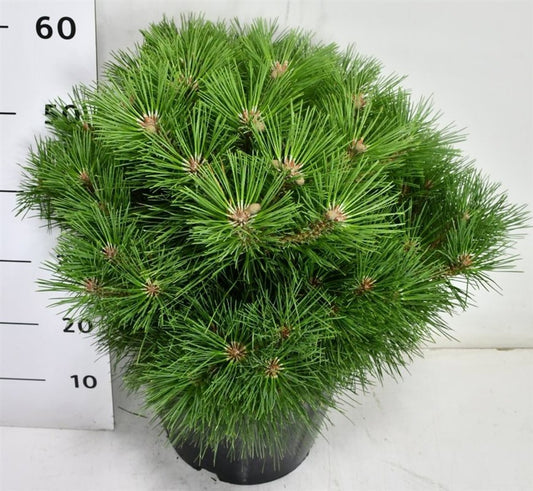 Pinus nigra Pierrick Bregeon 55cm 32cm Pot