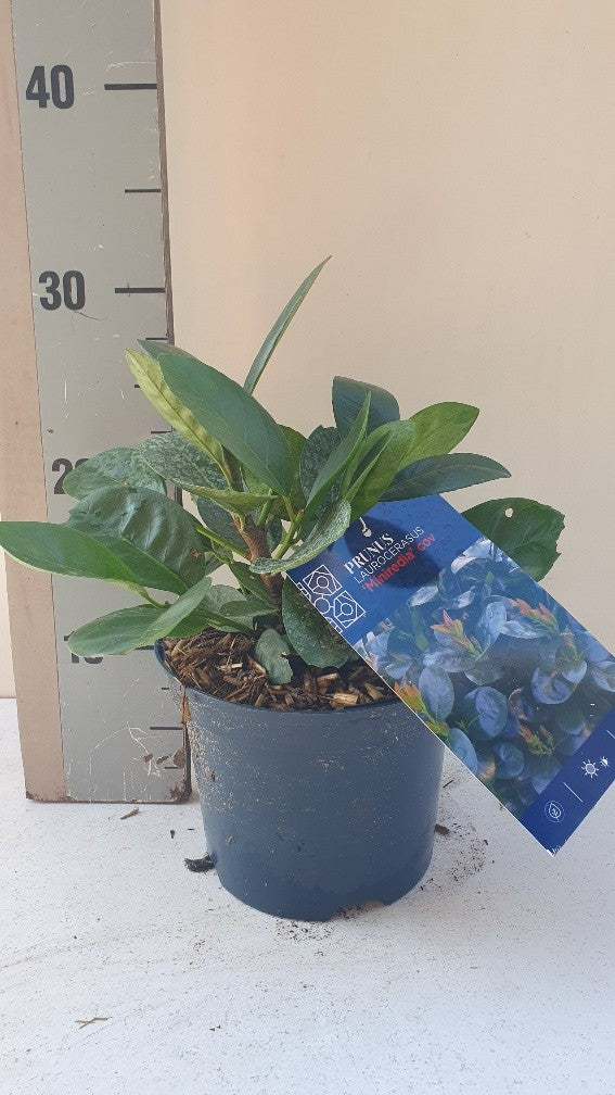 Prunus Mano 30cm 17cm Pot