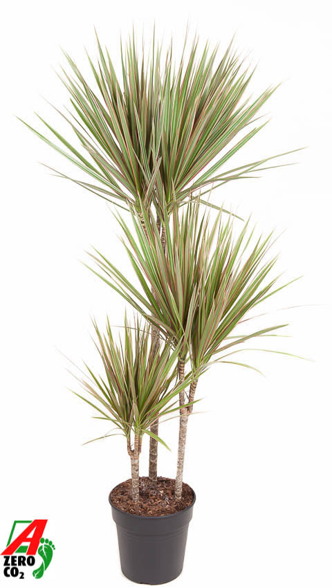 Dracaena Bicolor 60-30-15 120cm 21cm Pot
