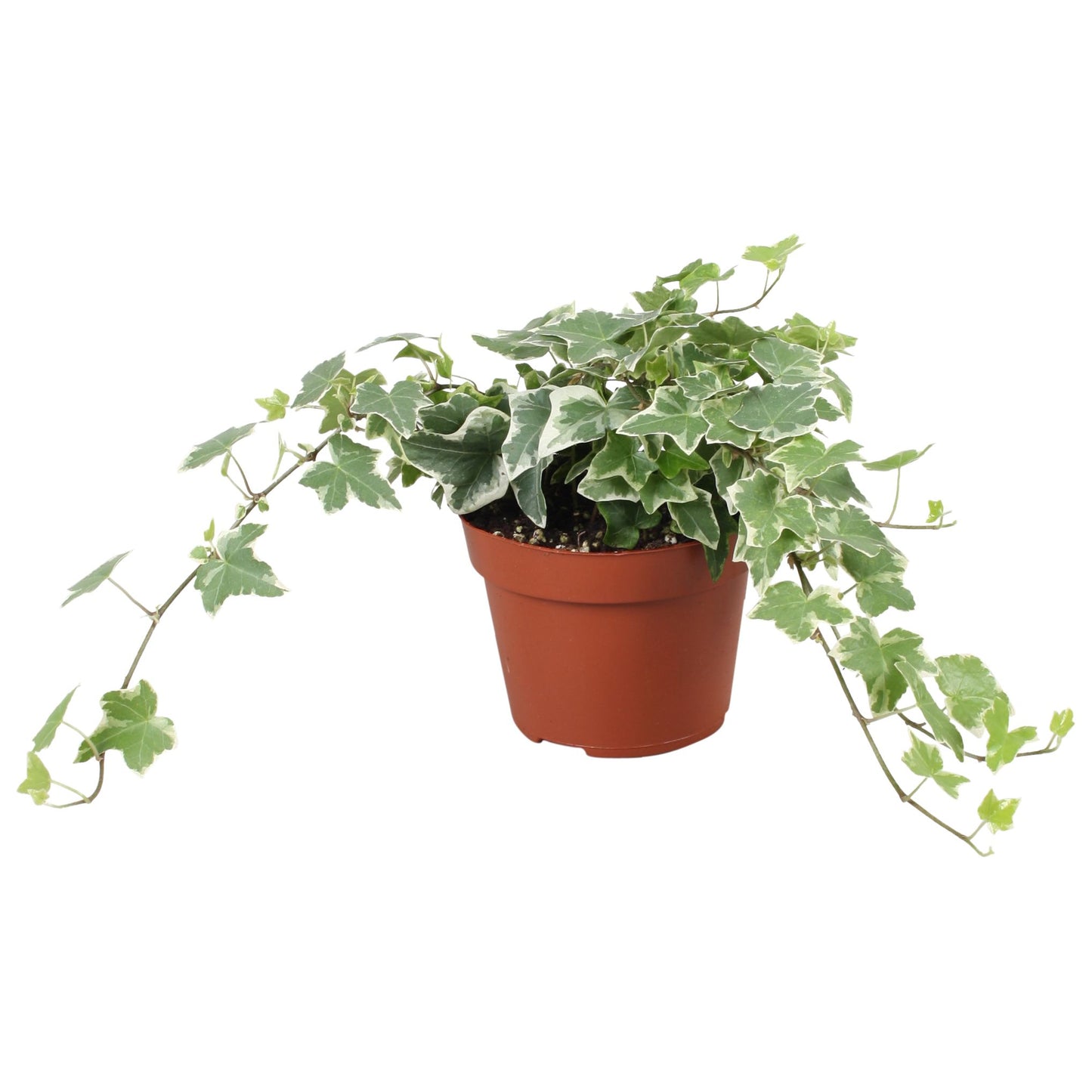 Vireo-Hedera plant BV Hedera helix variegated Pack of 8