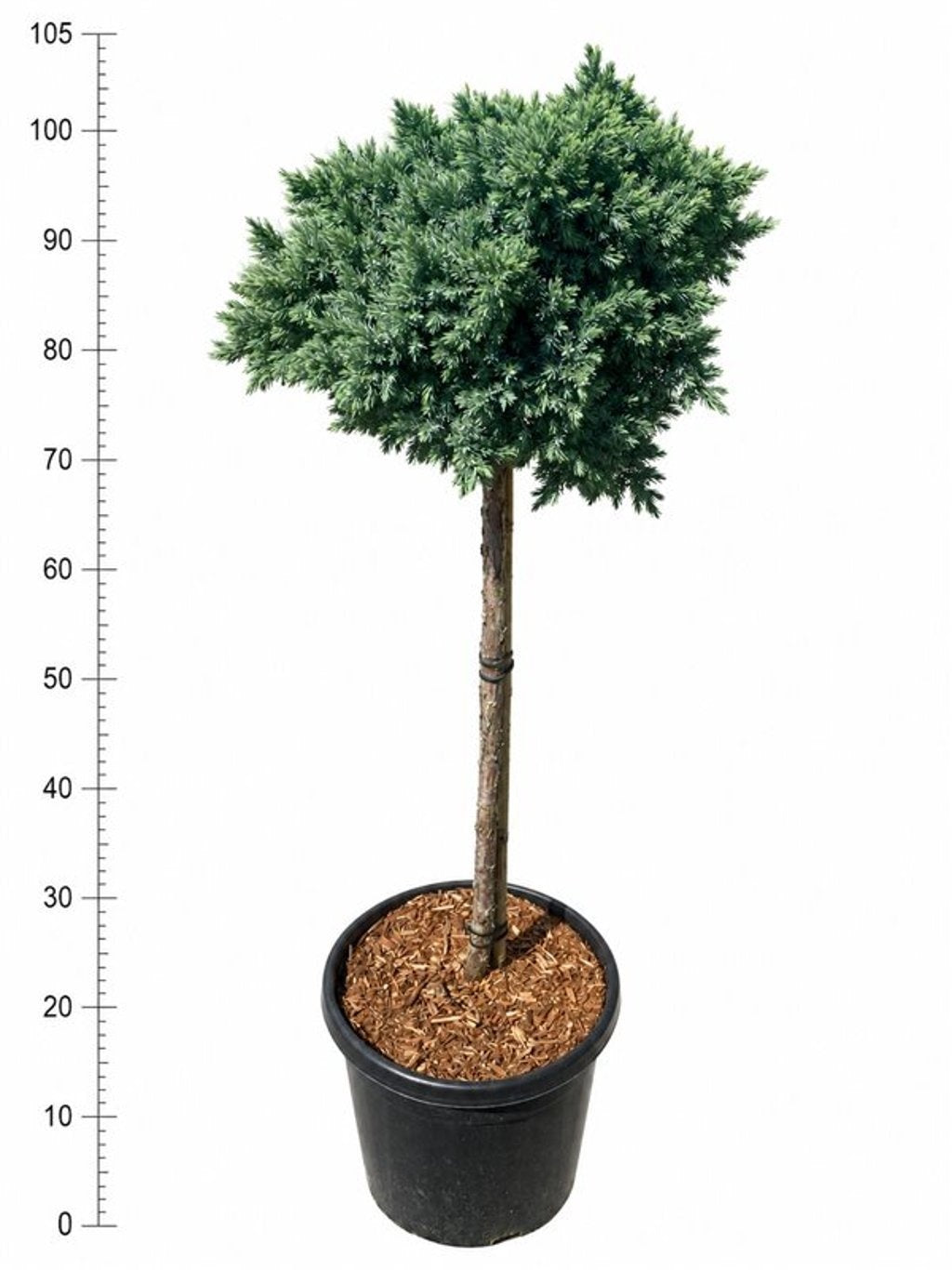 Juniperus Blue Star 105cm 32cm Pot
