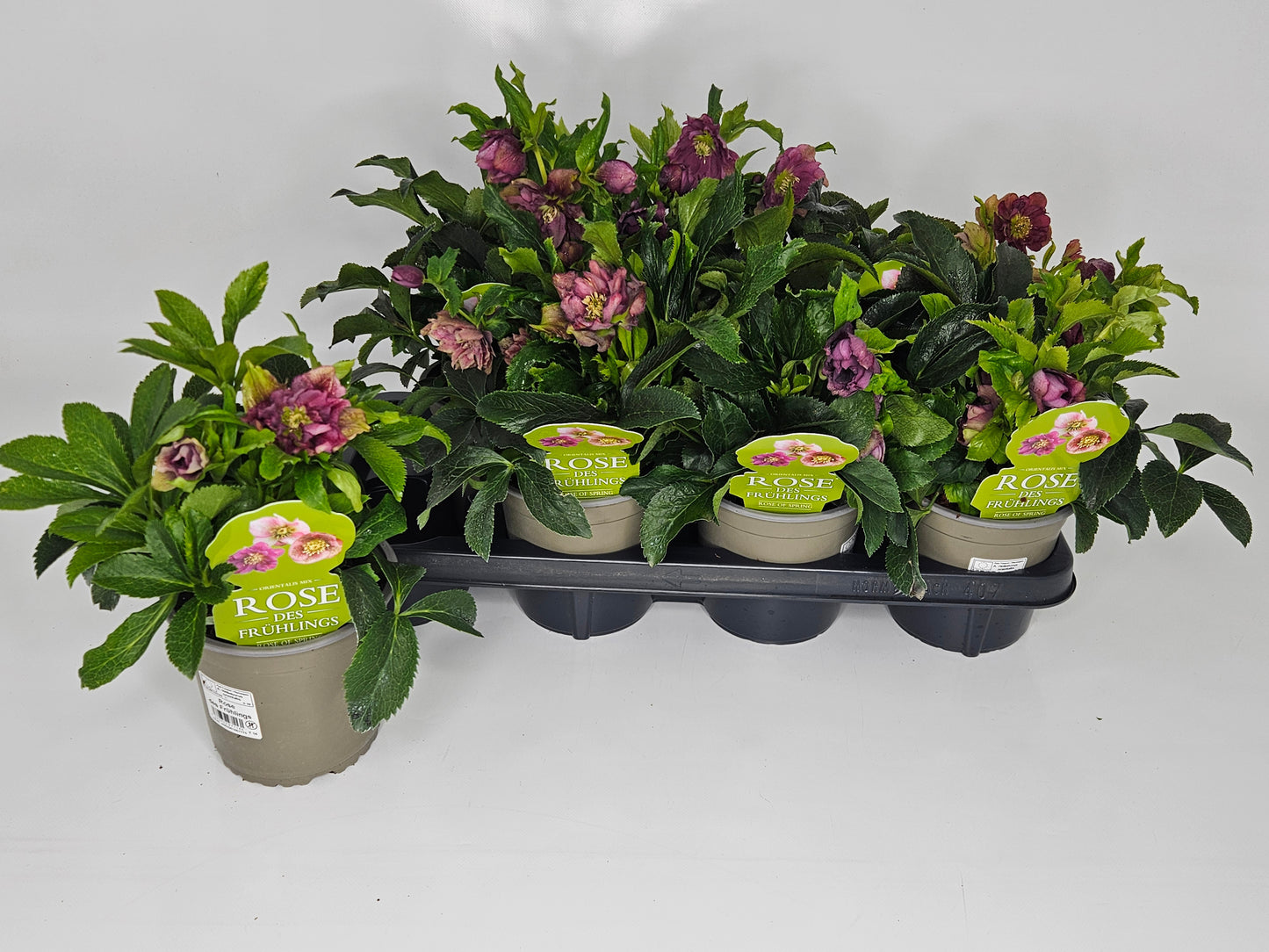 Cox, Paul Helleborus or. Double Ellen Red Pack of 7