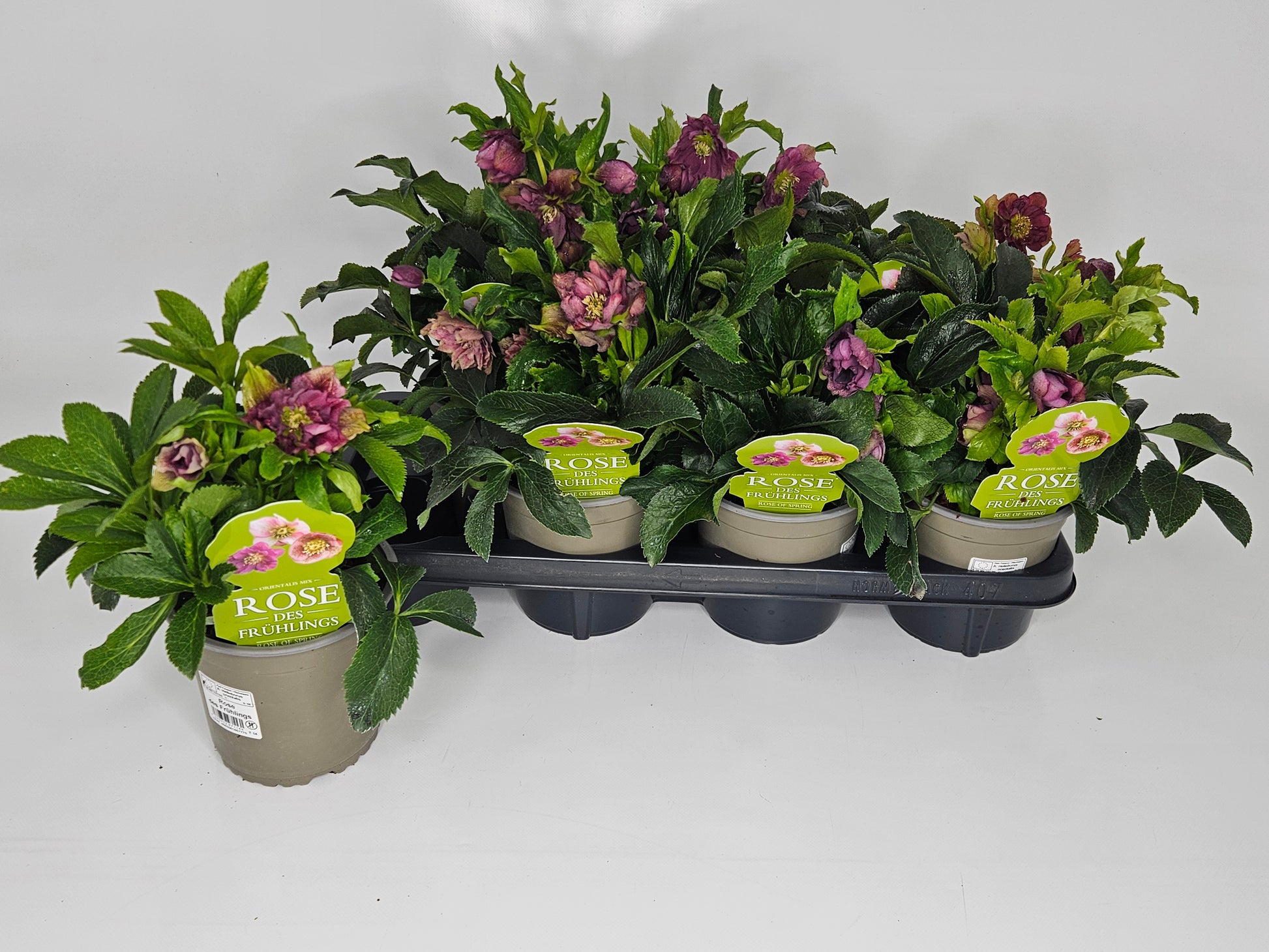 Cox, Paul Helleborus or. Double Ellen Red Pack of 7