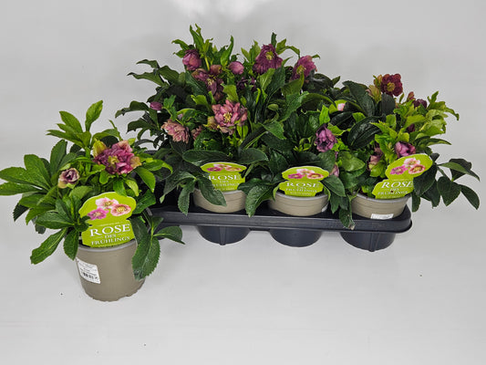 Cox, Paul Helleborus or. Double Ellen Red Pack of 7