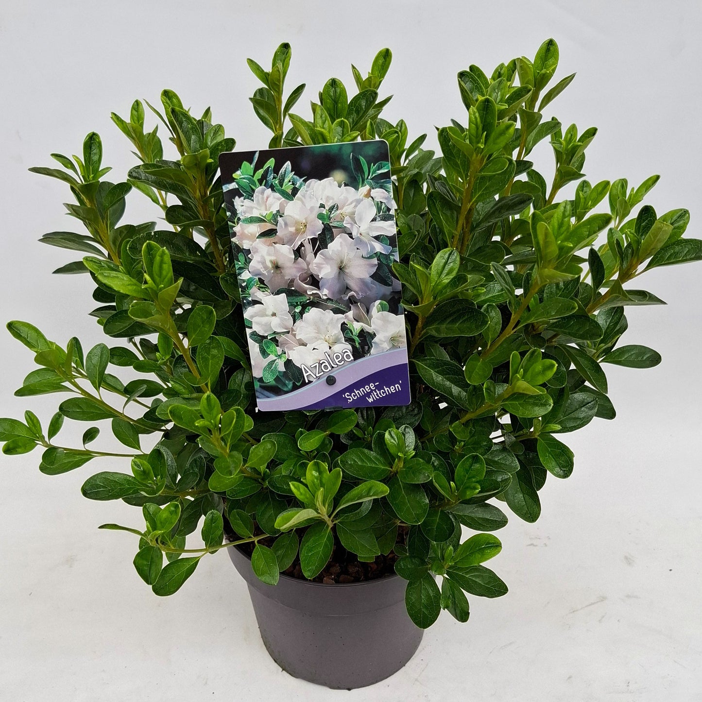 Rhododendron SnowWhite 30cm 19cm Pot