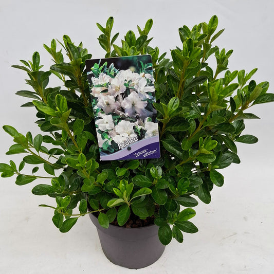 Rhododendron SnowWhite 30cm 19cm Pot