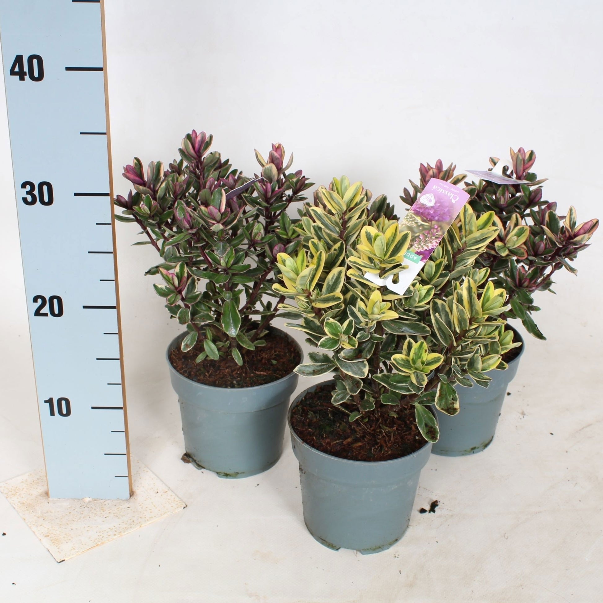 Hebe Addenda mix 40cm 12cm Pot