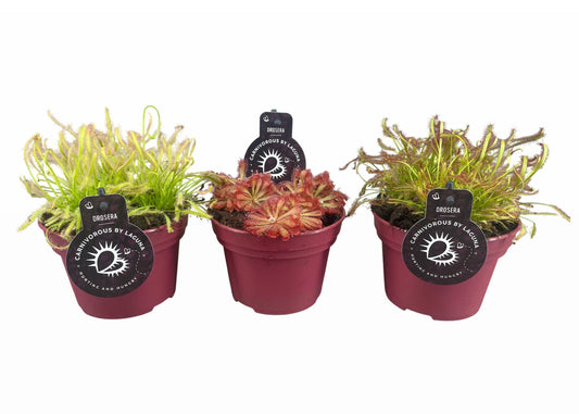 Drosera mix 12cm 12cm Pot