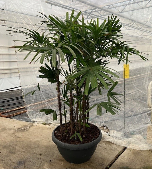Rhapis excelsa 190cm 72cm Pot