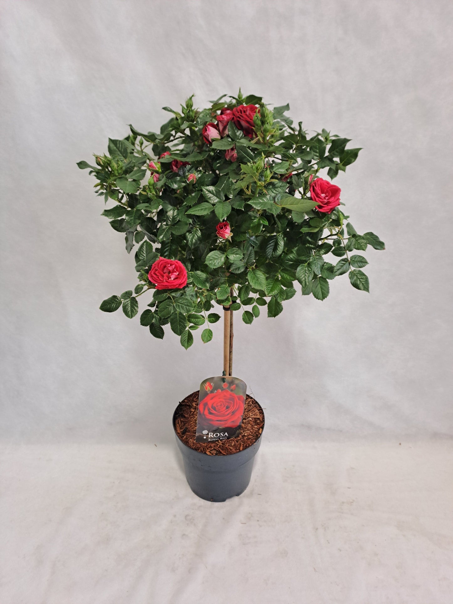 Roses standard 70cm 19cm Pot