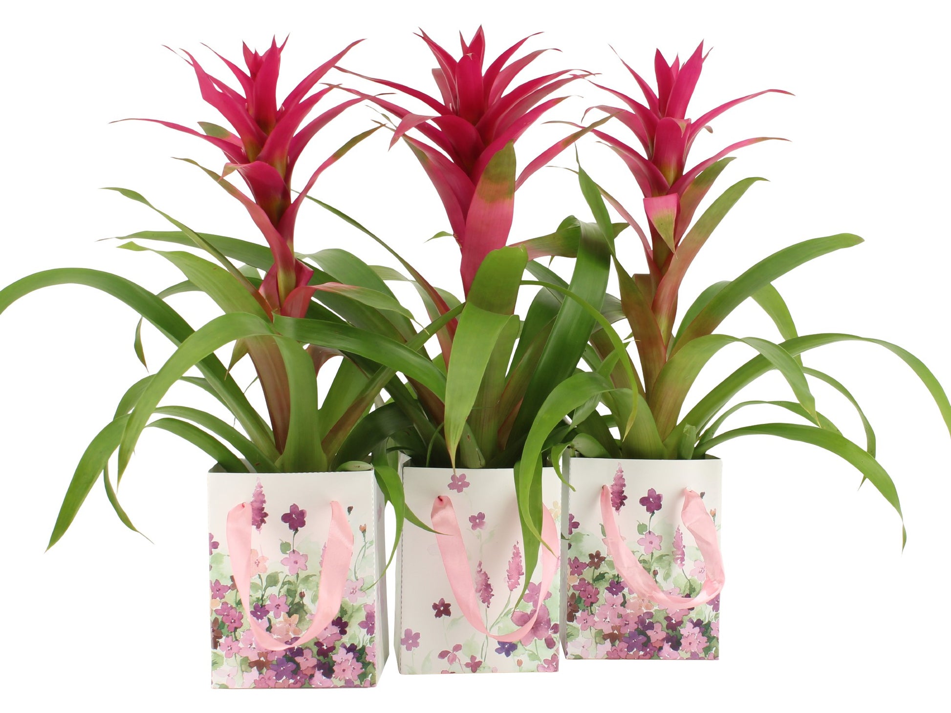 Guzmania Voila 45cm 12cm Pot