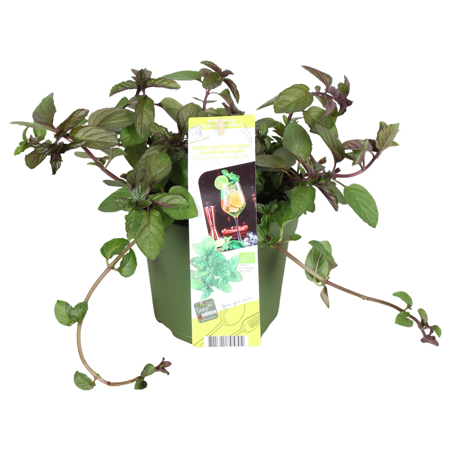 Mentha piperita 30cm 14cm Pot