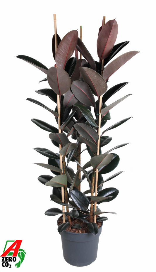 Ficus Abidjan 170cm 40cm Pot