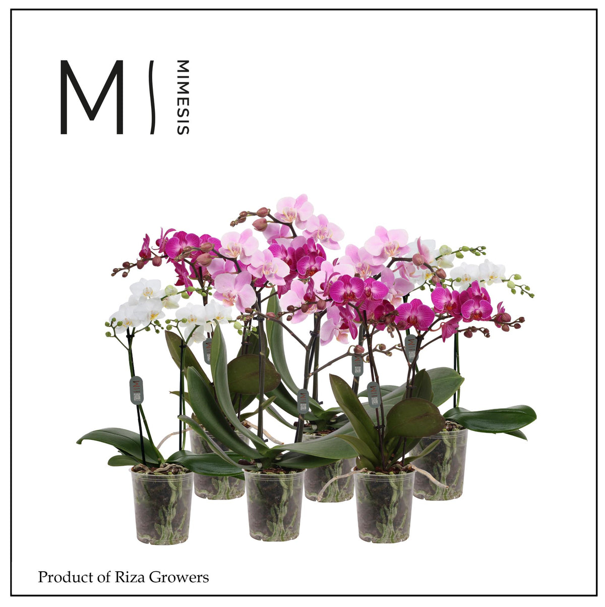 Phalaenopsis mix 50cm 12cm Pot