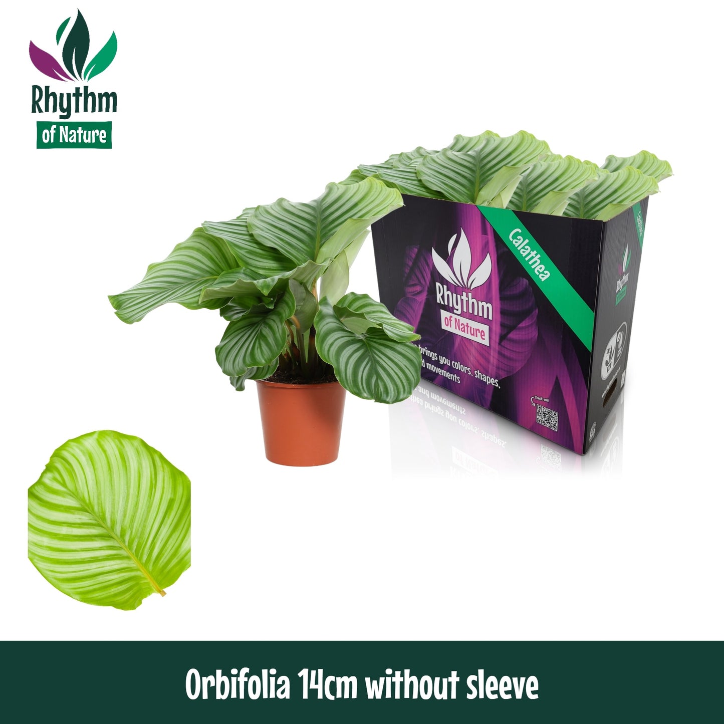 Valstar, Hkw. Gebr. Calathea Orbifolia Pack of 8