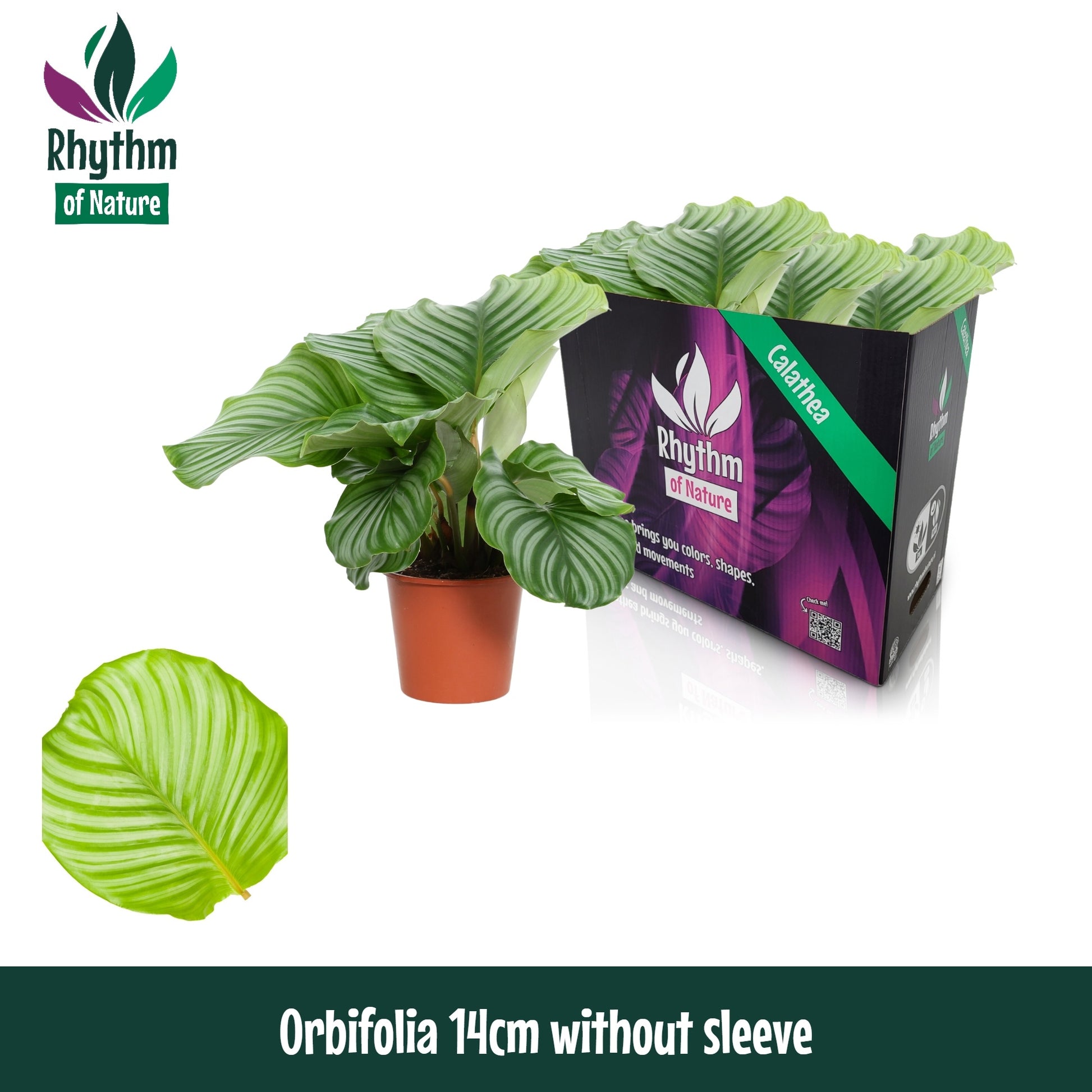 Valstar, Hkw. Gebr. Calathea Orbifolia Pack of 8