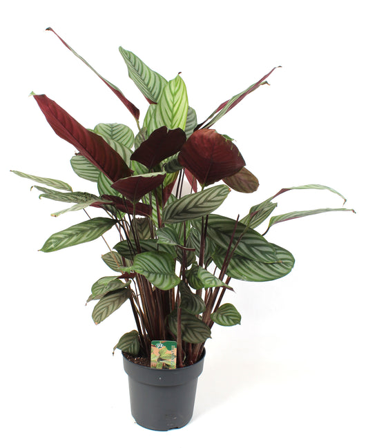 Ctenanthe oppenheimiana 120cm 21cm Pot