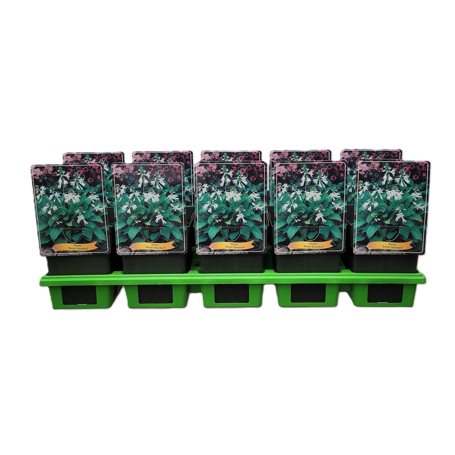 Hosta Royal Standard 25cm 11cm Pot