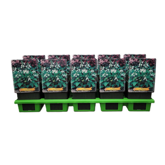 Hosta Royal Standard 25cm 11cm Pot