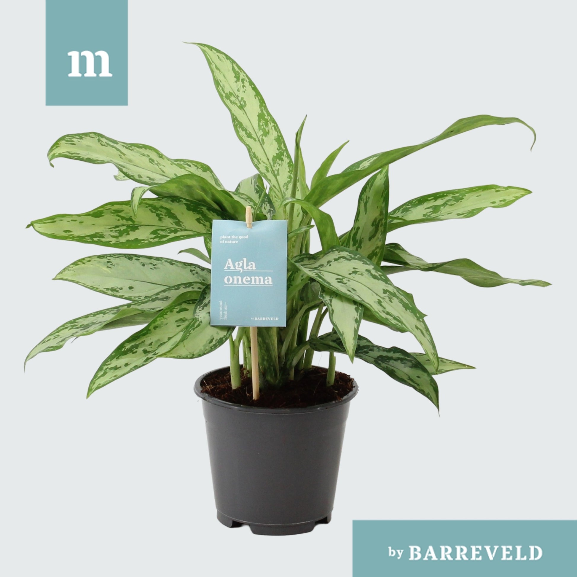 Barreveld, kwekerij de Aglaonema Silver Queen Compact Pack of 8