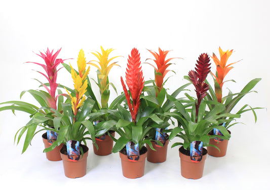 Bromelia mix 45cm 12cm Pot