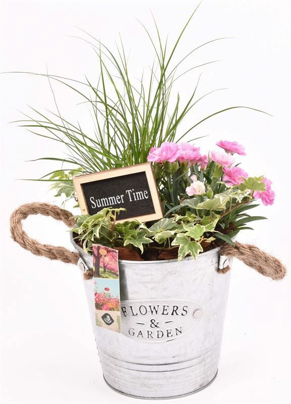 arr.  Plants 16cm Pot