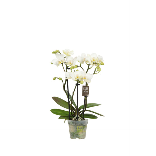 Phalaenopsis multiflora white 25cm 7cm Pot