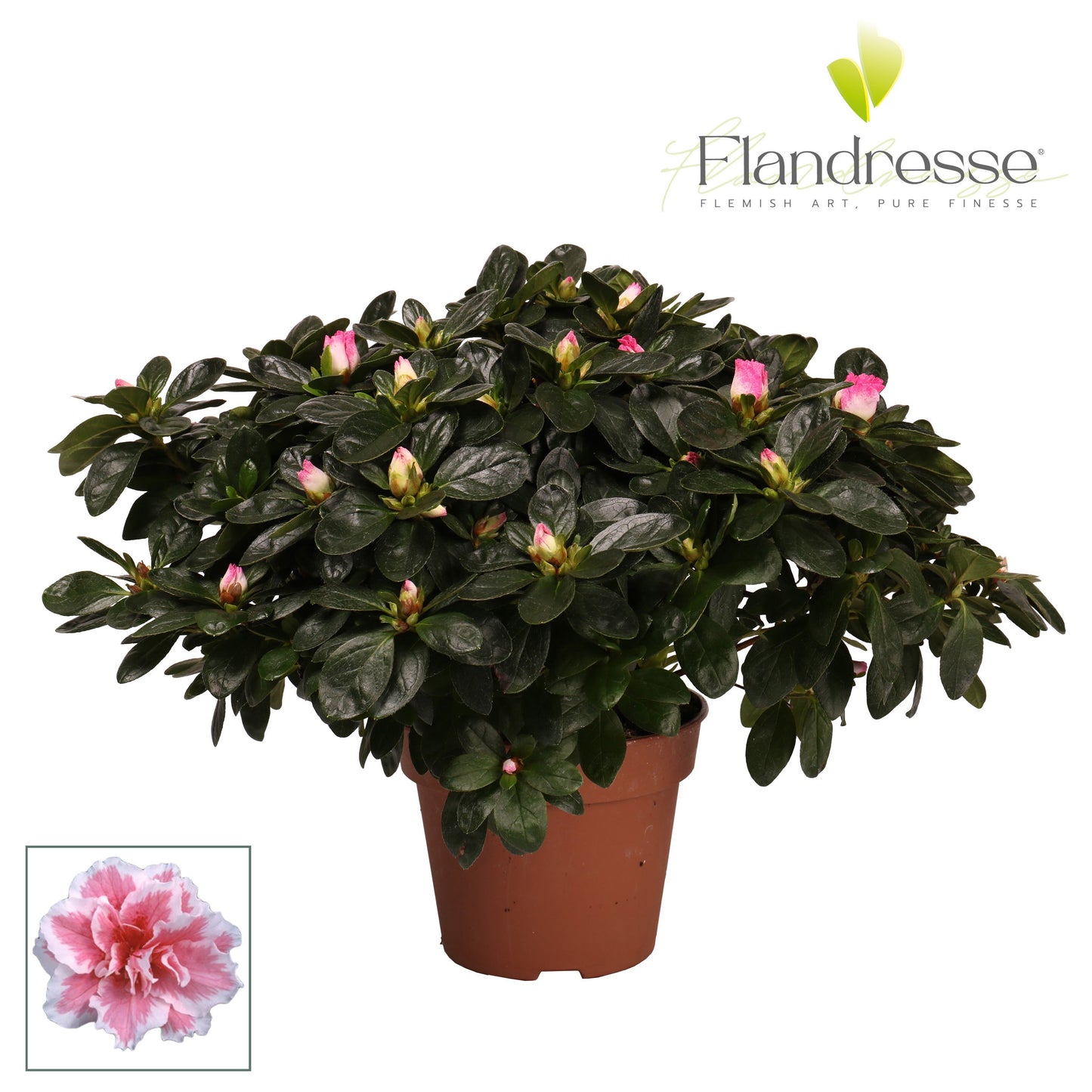 Rhododendron simsii varigated 40cm 16cm Pot
