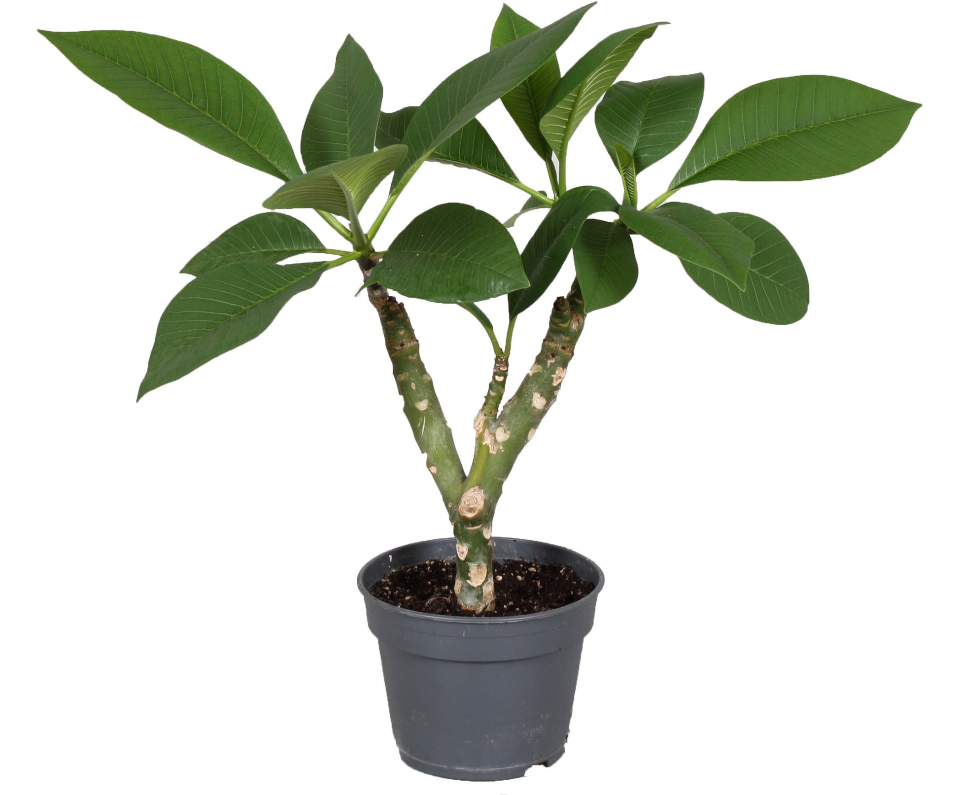 Plumeria Hawaiian mix 40cm 17cm Pot
