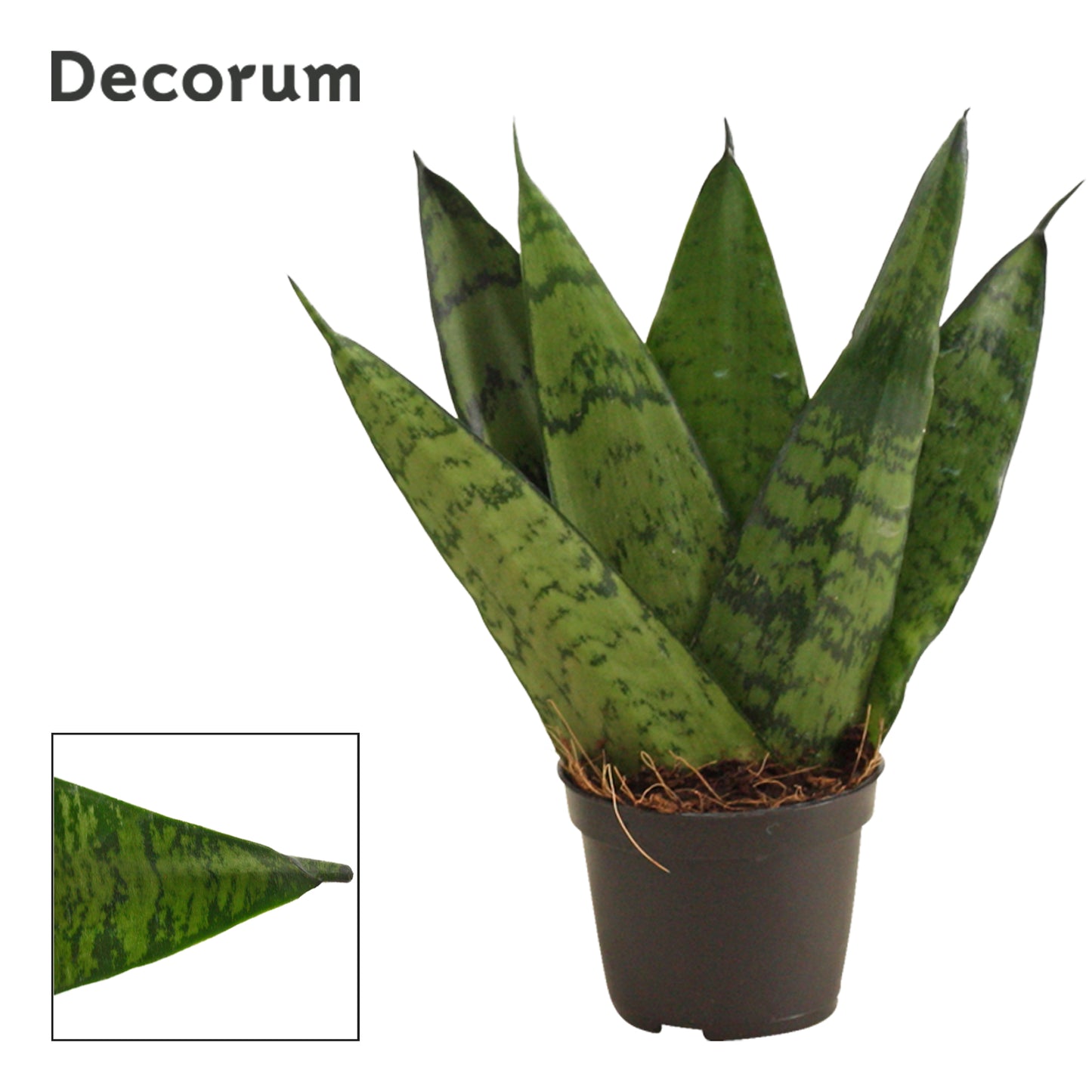 Duijn-Hove BV, kwekerij Sansevieria Zeylanica Pack of 14