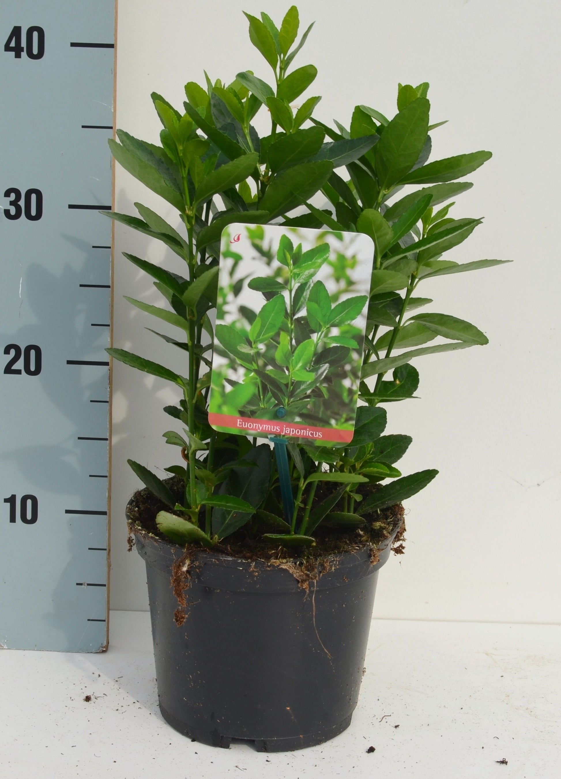 Euonymus japonicus 45cm 17cm Pot