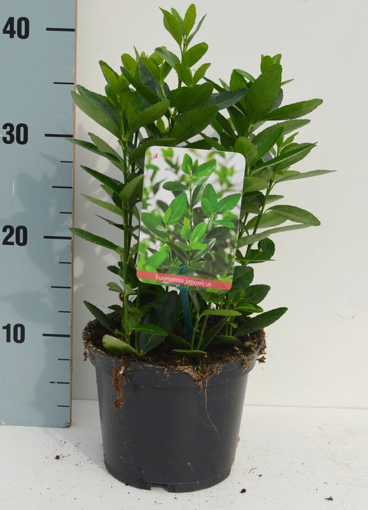 Euonymus japonicus 45cm 17cm Pot
